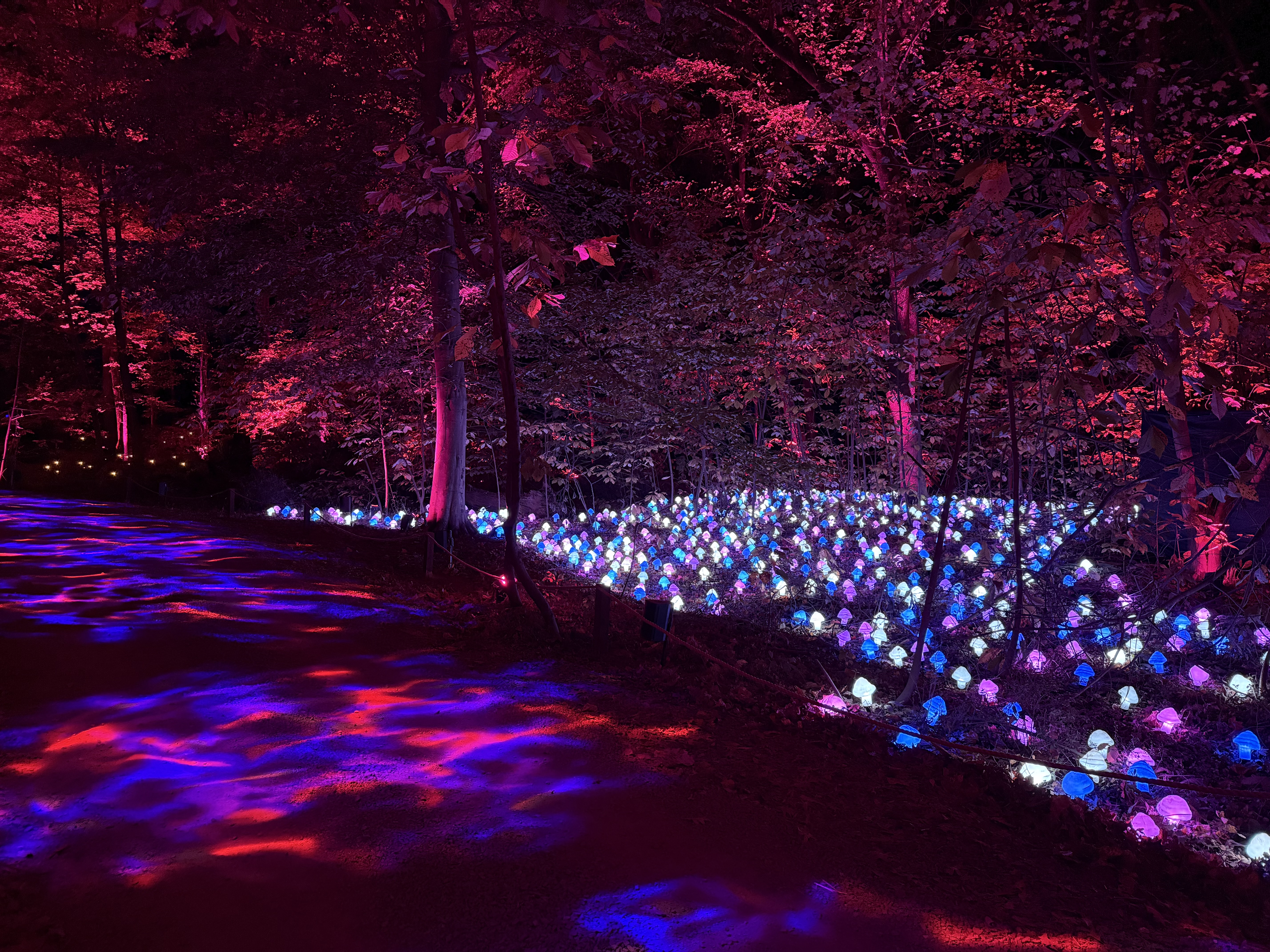 Harry Potter: A Forbidden Forest Experience — image 1