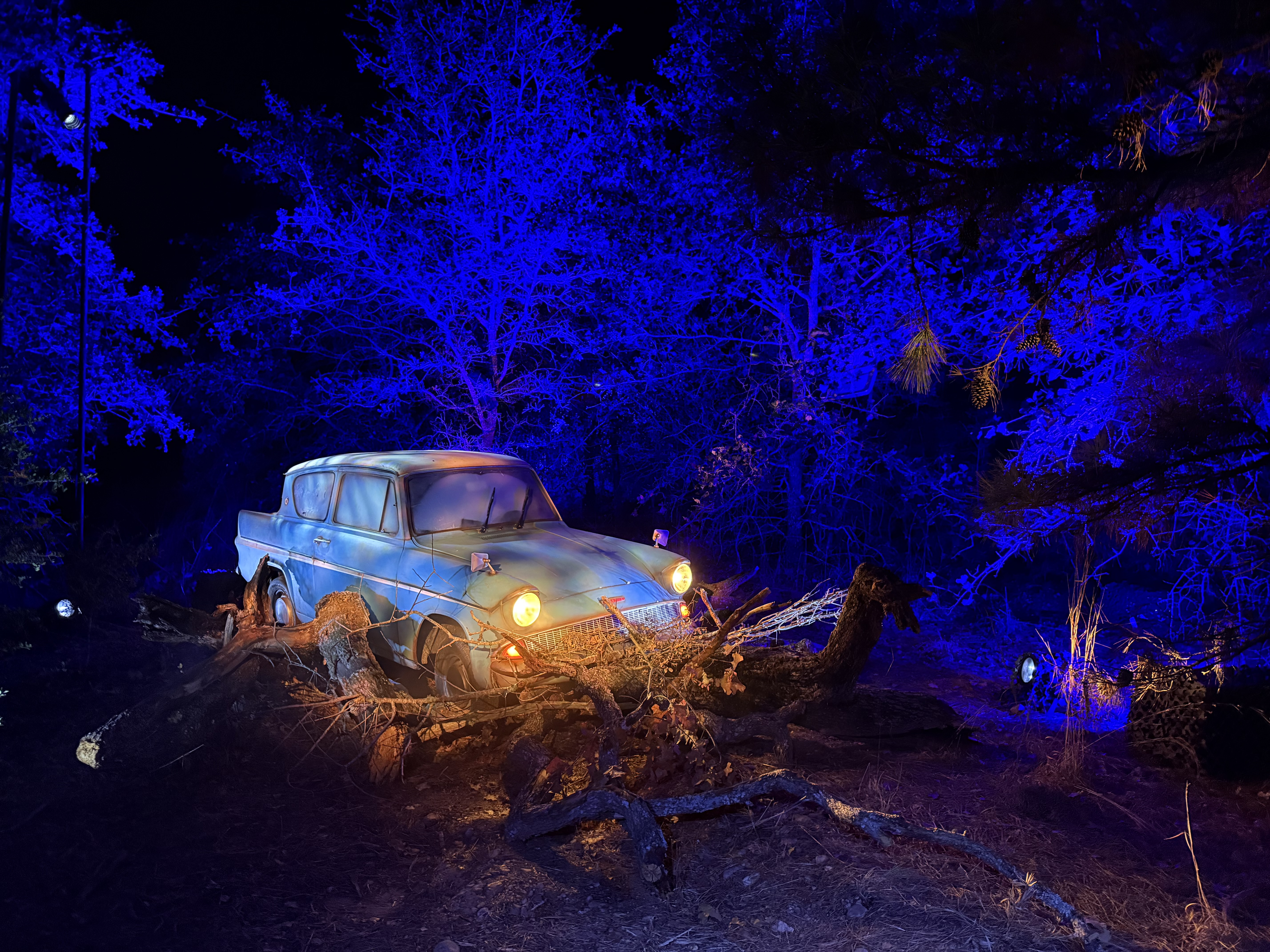 Harry Potter: A Forbidden Forest Experience — image 2