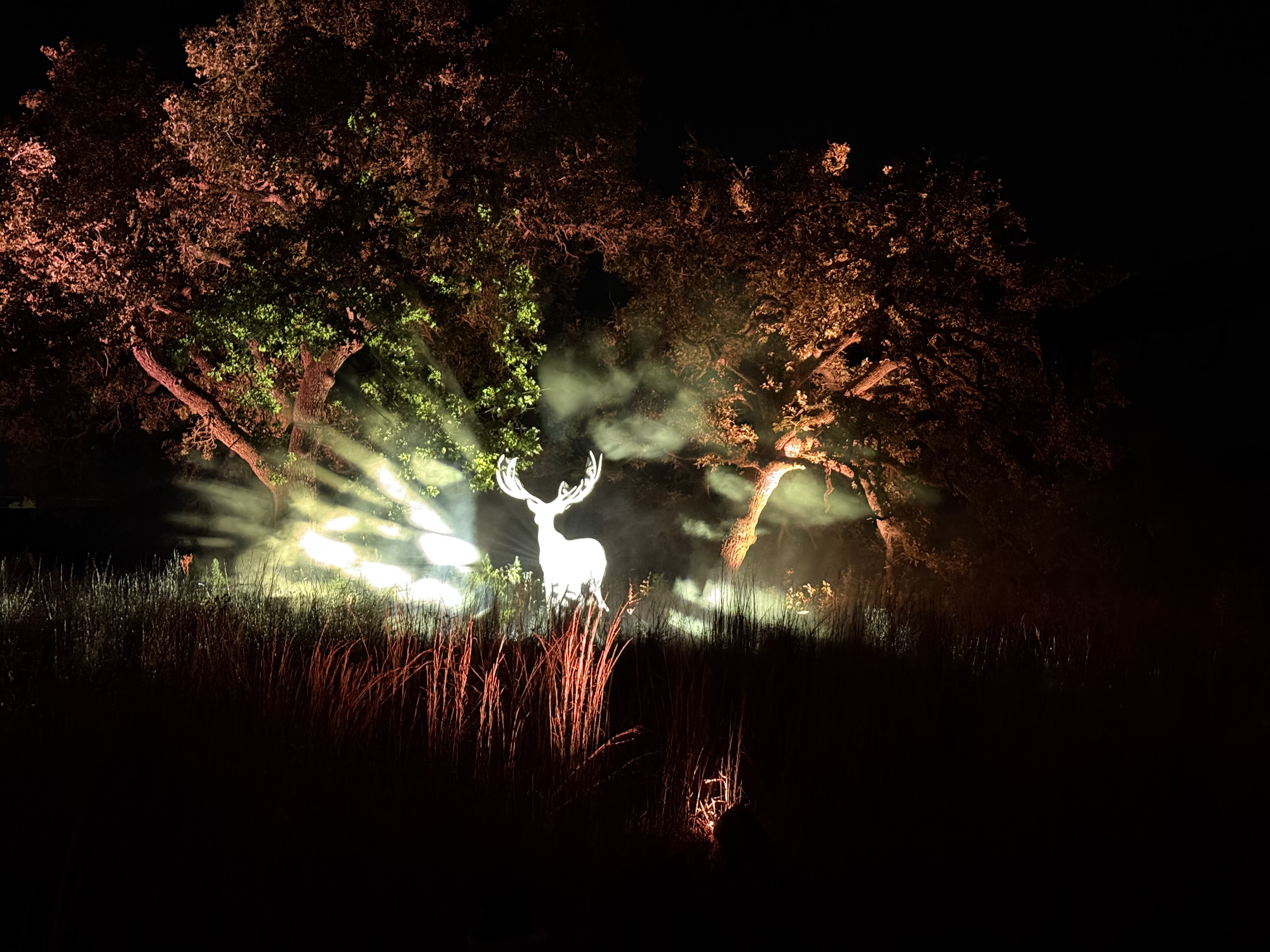 Harry Potter: A Forbidden Forest Experience — image 3