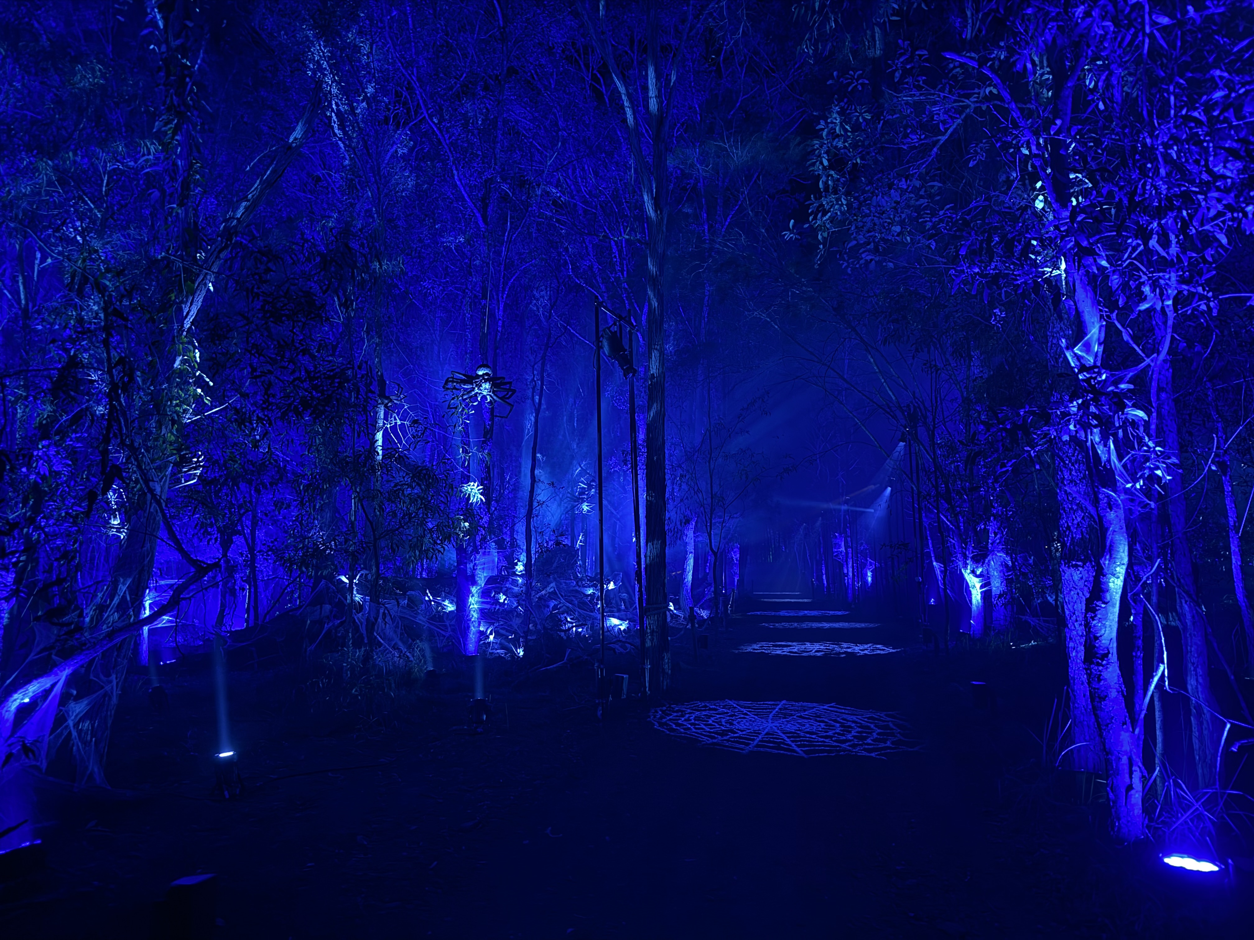 Harry Potter: A Forbidden Forest Experience — image 5