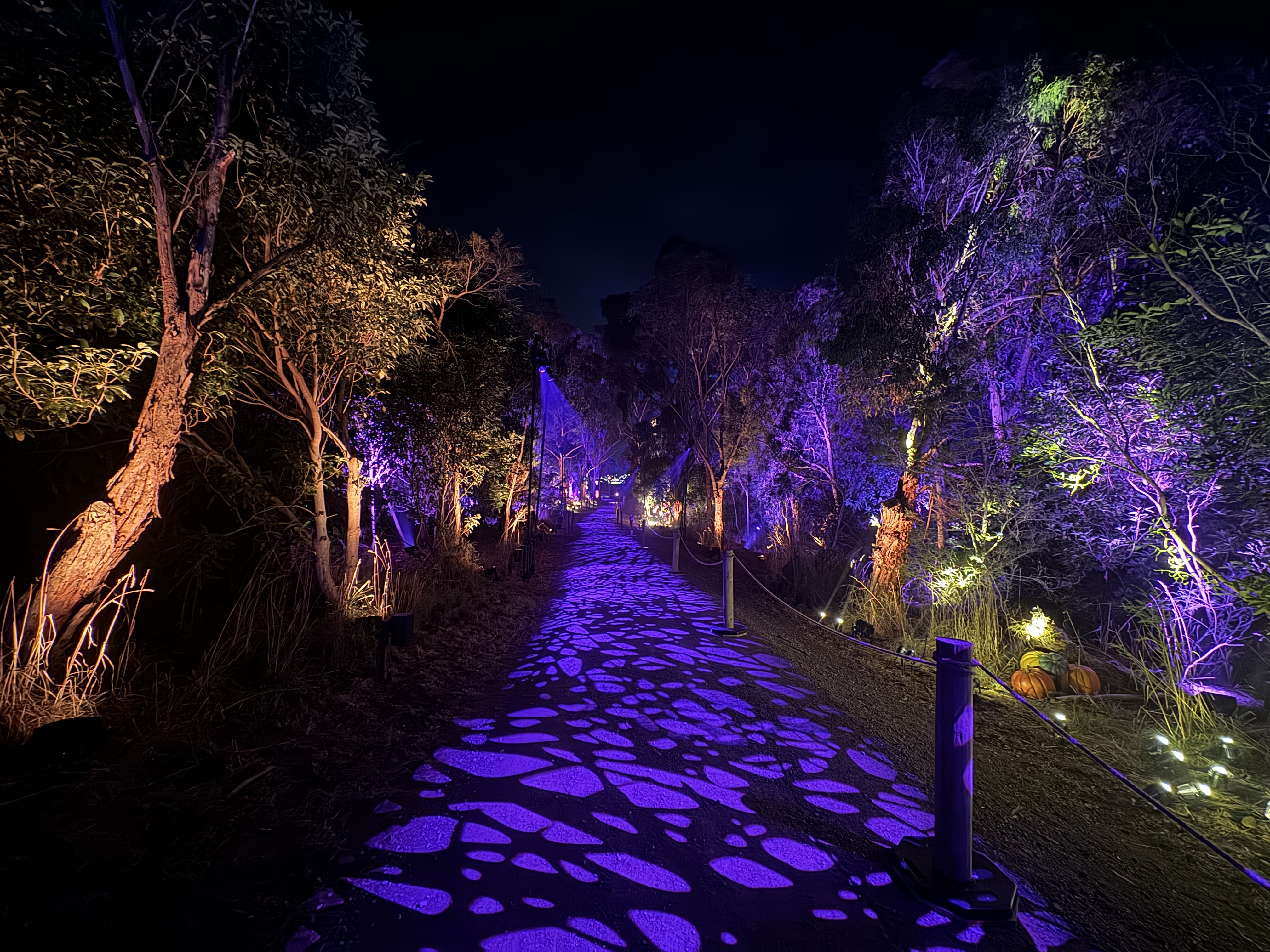 Harry Potter: A Forbidden Forest Experience — image 9